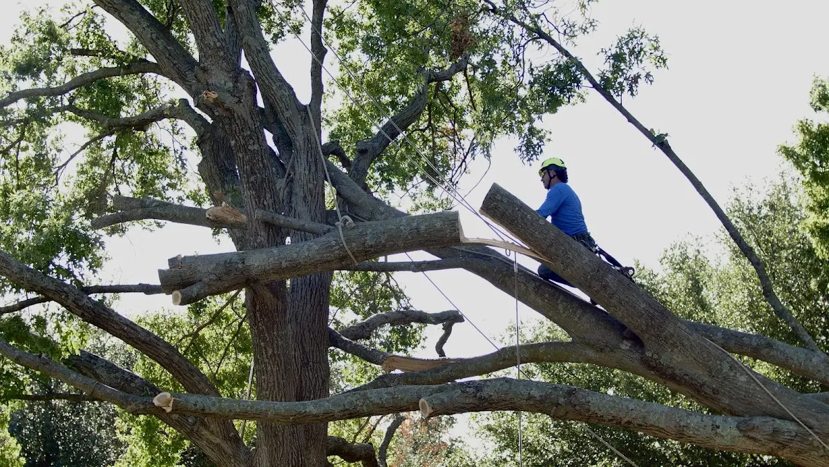 Professional Crown Thinning performed by certified arborists in Ridgecrest